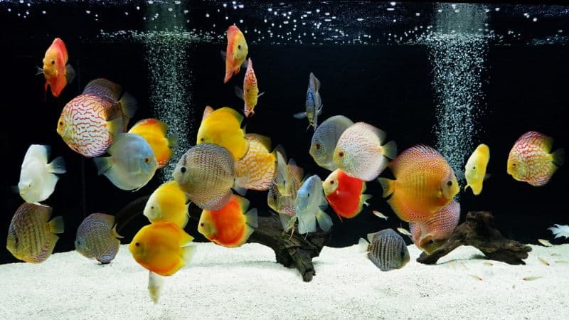 Discus fish