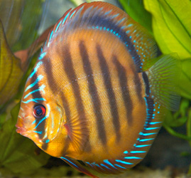 s-brown-discus